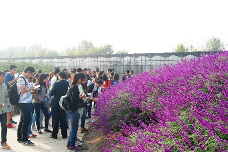 7唇形半岛区观察和学习鼠尾草种植栽培技术.JPG