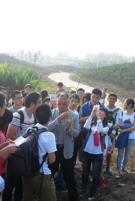 9学习和讨论禾本科芦竹植物.JPG